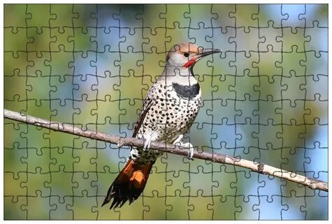 Flicker