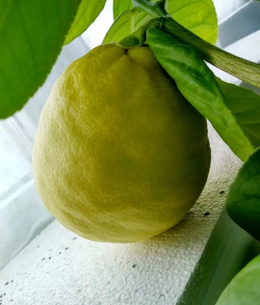 Сорт лимона с бугристыми плодами. Лимоны жизни. Ломтик лимона. Лимон. Лимон один.