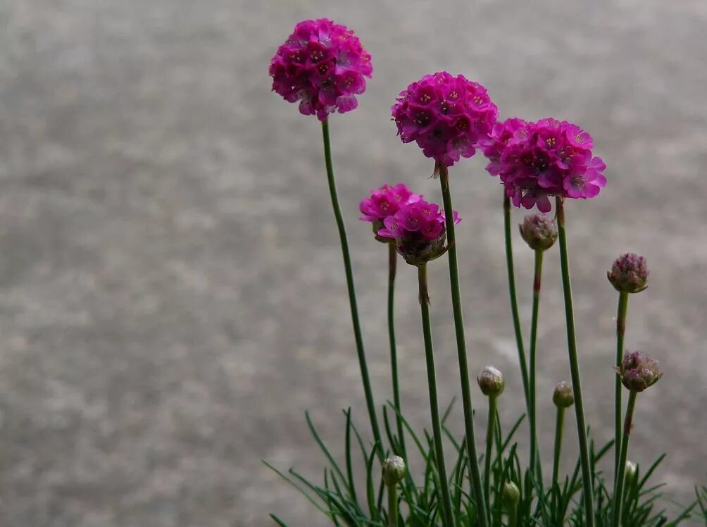 Армерия Приморская. Армерия вельвича. Армерия Приморская splendens. Армерия (Armeria). Армерия фото цветов