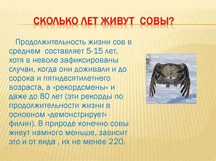 Продолжительность жизни совы