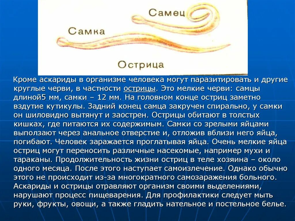 В каком органе обитает взрослая особь аскариды. Черви паразиты Острица. Тип круглые черви Острица. Тип круглые черви человеческая аскарида 7 класс. Класс круглые черви Тип острицы.