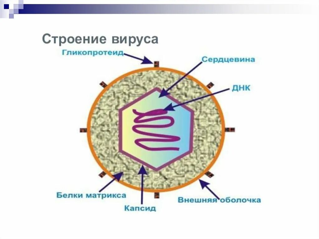 3 строение вируса. Схема строения клетки вируса. Строение вируса биология 10. Основное строение вирусов. Структура вируса схема.