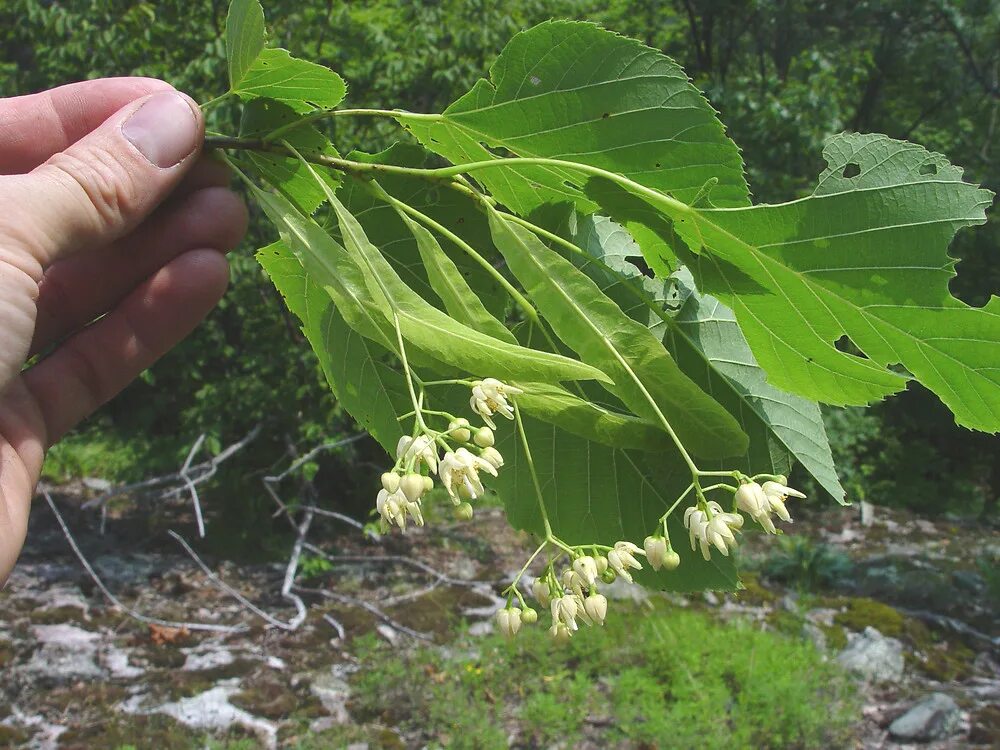 Tilia Americana. Липа Северной Америки. Сахалинская липа. Липа на Сахалине. Как вырастить липу