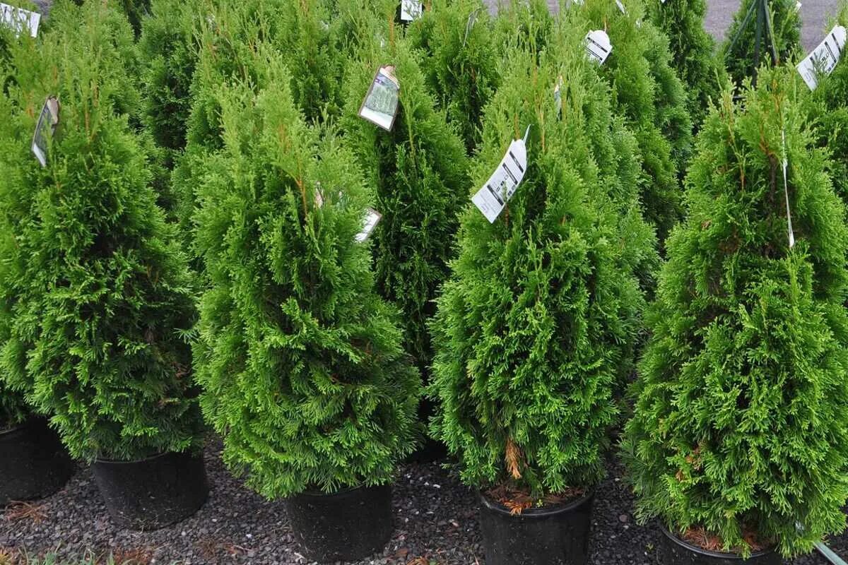 туя тини тим. туя западная woodwardii. туя даника взрослая. туя западная "литтл гем". туя западная анниек.