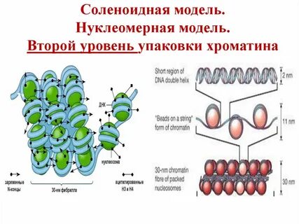Уровни упаковки белка