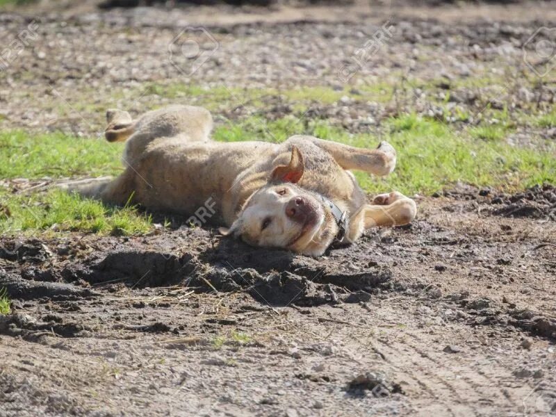 Собака валяется. Зачем собаки валяются. Зачем собаки валяются. Собака в луже. Собака валяется на спине.