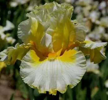 Iris kiss