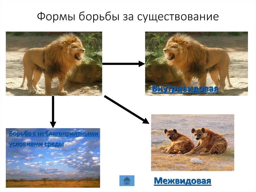 Внутривидовая борьба как движущая сила эволюции. Движущие силы эволюции борьба за существование. назовите основные движущие силы эволюции. внутривидовая борьба за существование. борьба за существование и естественный отбор.