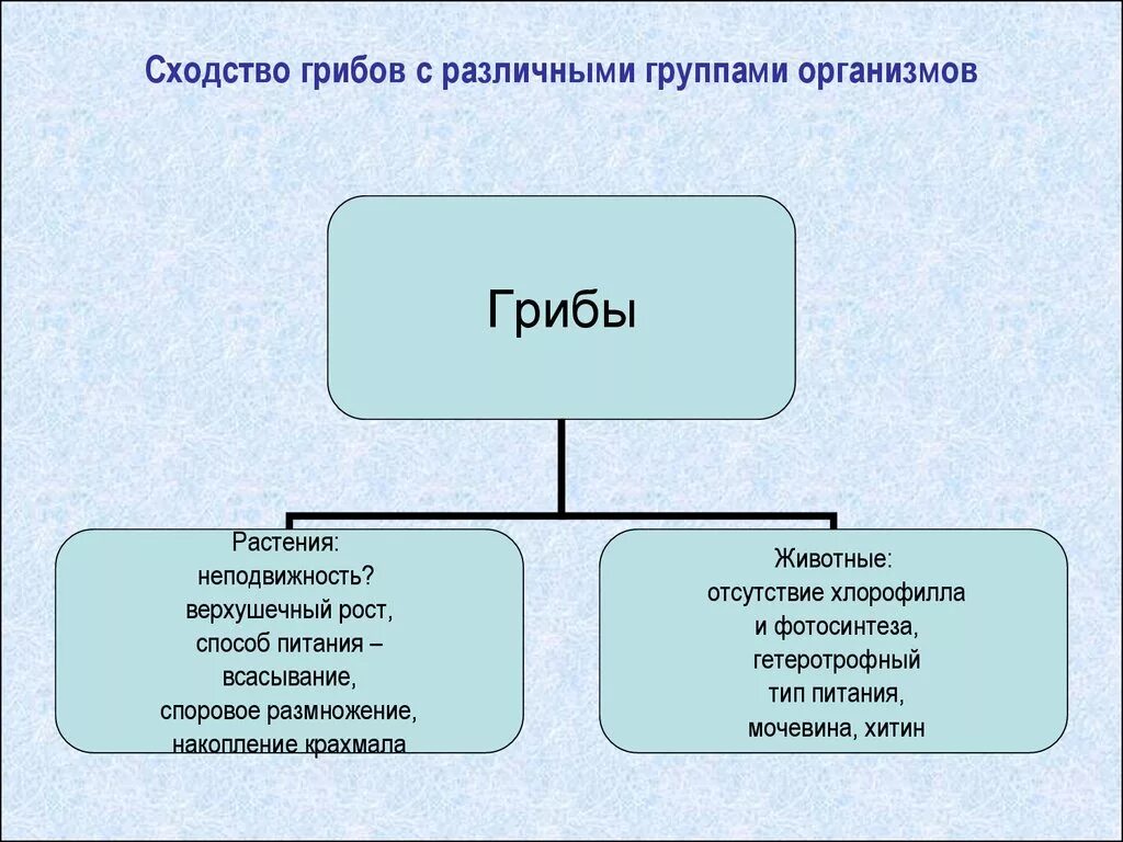 Какие различают бактерии по способу. Питание бактерий и грибов. Способы питания грибов. Питание бактерий грибов и животных. Грибы способ питания.