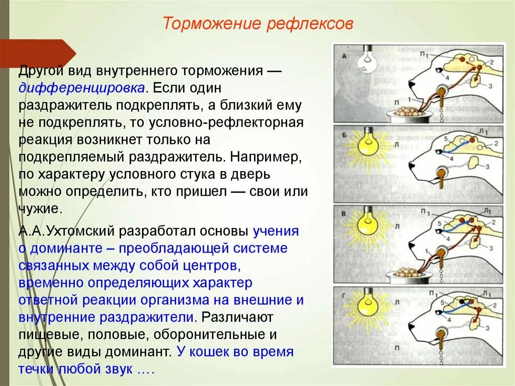 Почему пропадают рефлексы. Дифференцированное торможение условных рефлексов. Пример внутреннего торможения условных рефлексов. Условное торможение условных рефлексов. Вид внутреннего торможения дифференцировка.