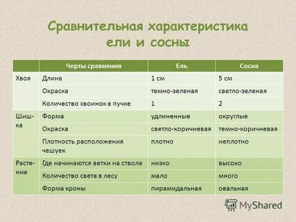 Анализ хвои