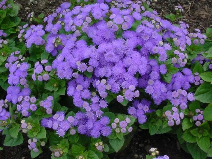 Вербена тускани микс. Космея дваждыперистая (cosmos bipinnatus). Остеоспермум многолетник. Кареопсис красильный однолетник или многолетник. Гвоздика серовато-голубая (dianthus gratianopolitanus `badenia`).