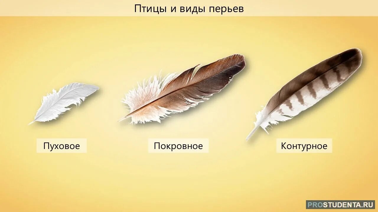 Особенности пухового пера у птиц. Строение покровного пера птицы. Перья птиц контурное, пуховое, покровное. Виды перьев у птиц. Покровное перо.