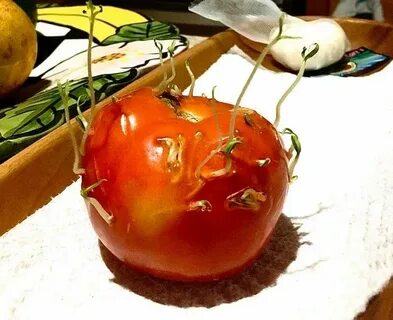 Помидор пророс