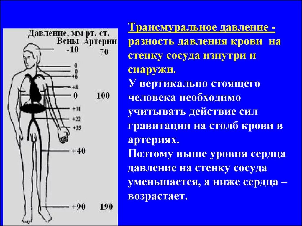 Какое артериальное давление на сердце. Давление в кровеносных сосудах человека. Давление в Вене и артерии. Давление крови в артериях. Давление крови у человека.