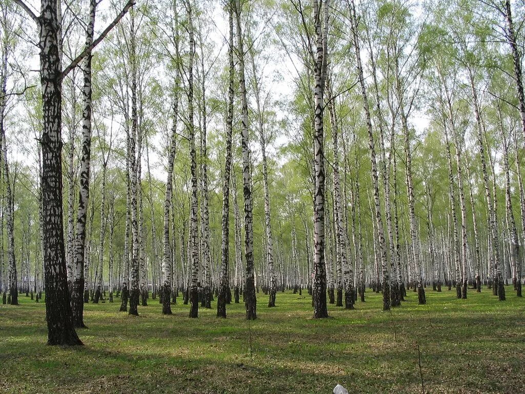 Берёзовая роща в ростовской области. Березовая роща заболотский. Березовая роща углянец. Березовая роща ирбейское. Березовая роща углянец.