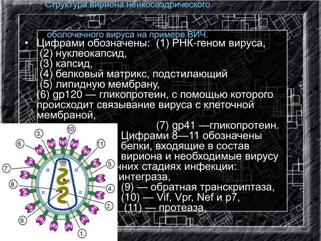 Коронавирус строение вириона. В состав вириона входит. Состав вириона. Морфологическая форма вириона вируса гриппа.