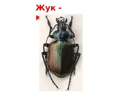 Жук красотел в красной книге