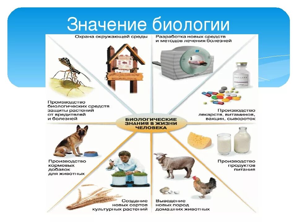 Роль биологии в жизни человека. Биологические знания в жизни человека. Значение биологическихзнани. Значение биологических знаний.