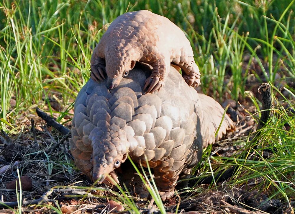 Pangolin