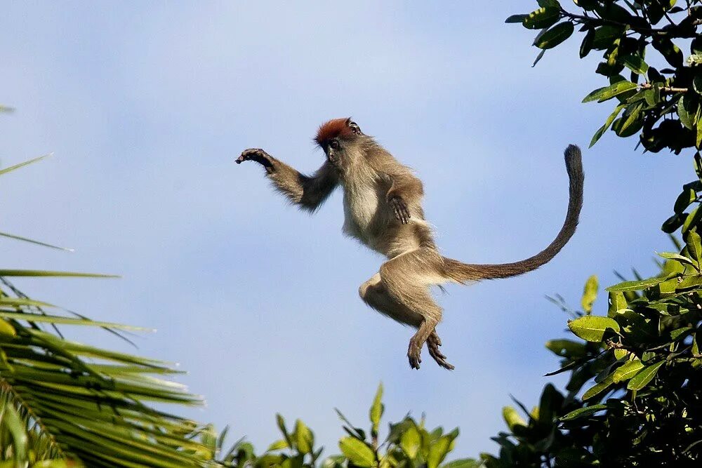 Убегающая обезьяна. Обезьянка прыгает. Обезьяна в прыжке. Обезьяна в движении. Обезьяна бежит.
