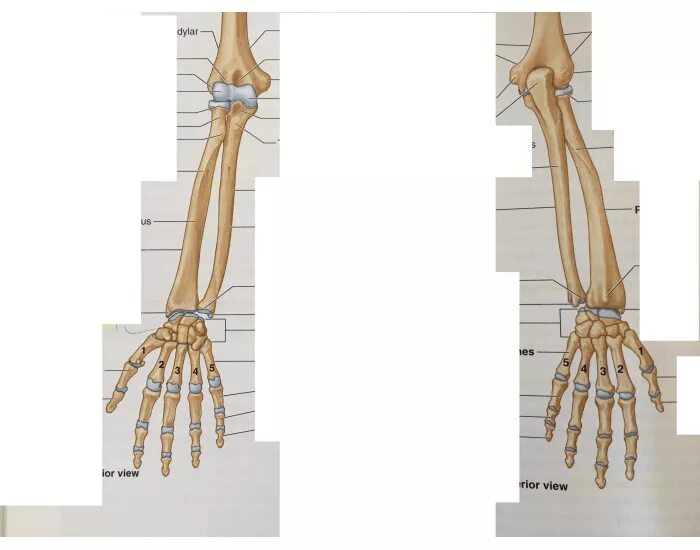 Лучевая кость анатомия скелет. Кости предплечья лучевая кость. Предплечье локтевая и лучевая кость. Лучевая кость на руке анатомия. Кости предплечья соединение