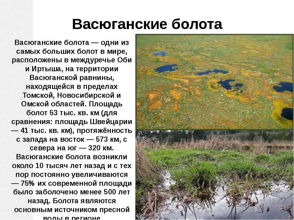 Территории болот в россии. Васюганские болота заповедник. Самое большое болото в России. Самое большое болото. Васюганское болото интересные факты.