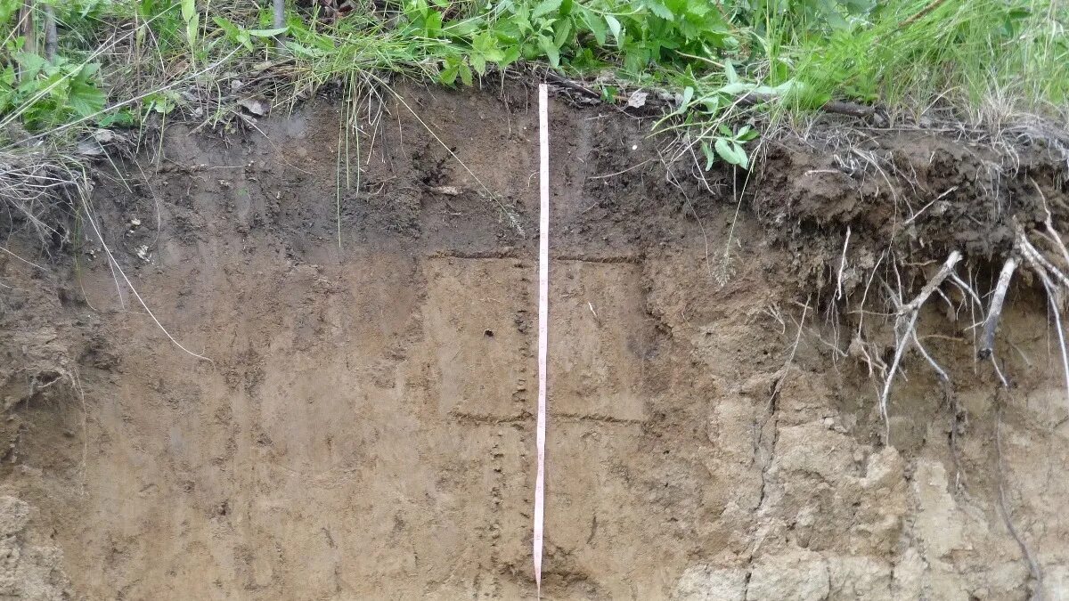 Почвы смешанных и широколиственных лесов в россии. Смешанные и широколиственные леса почва. Смешанные грунты. Бурые лесные (буроземы. Светло-серые лесные почвы.