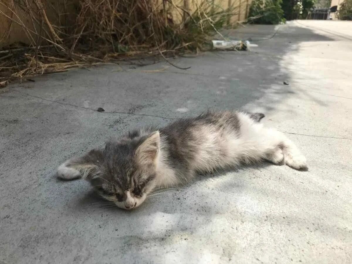 Как коты находят дорогу