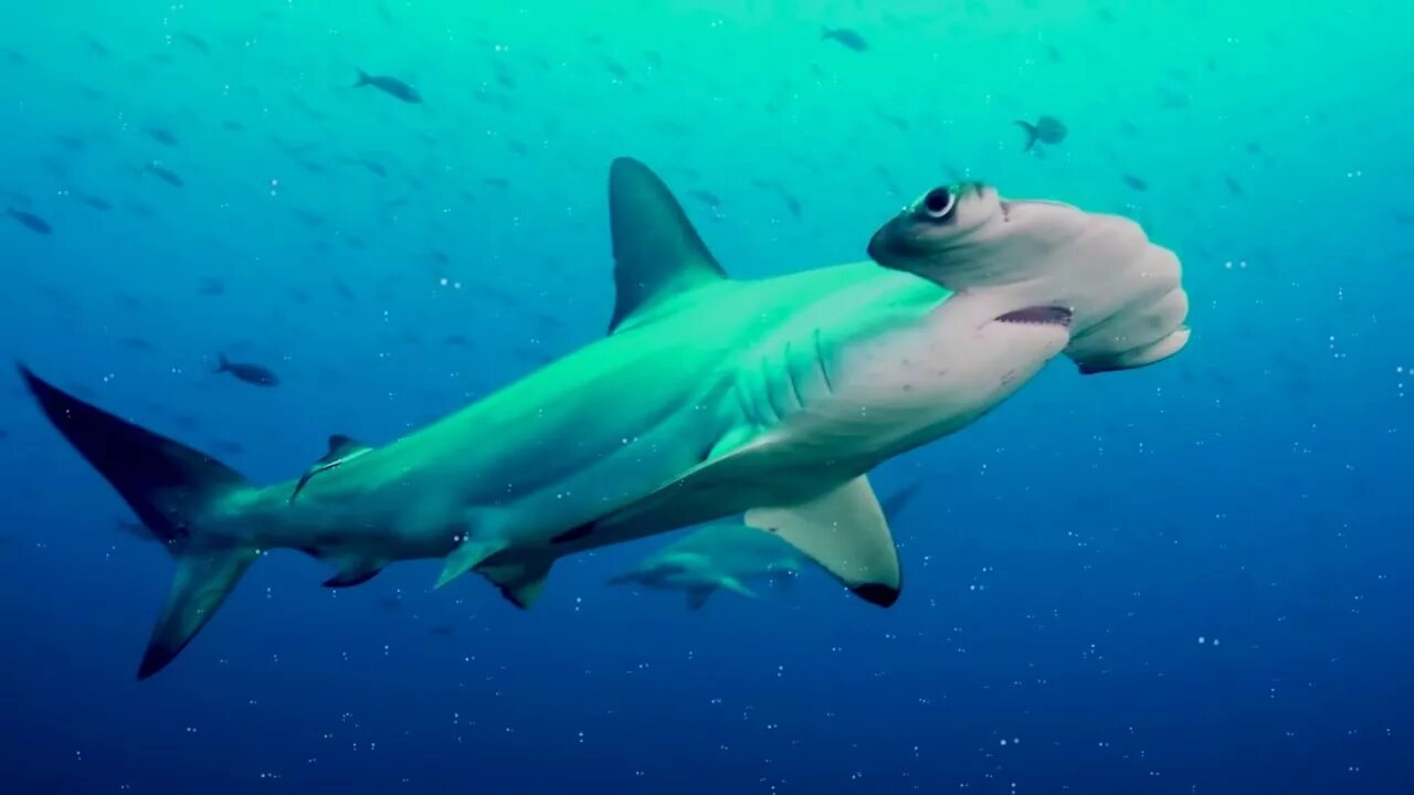 Акула тигровая в море. Акулы в эгейском море. Акулы желтого моря. Акулы в эгейском море. Акулы в эгейском море.