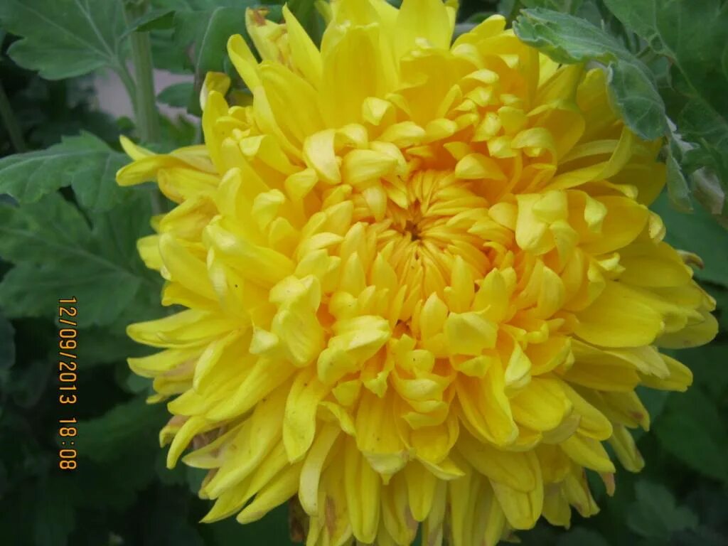 Хризантема migoli. Хризантема индийская газель. Хризантема газель. Хризантема газель. Хризантема семена газель.