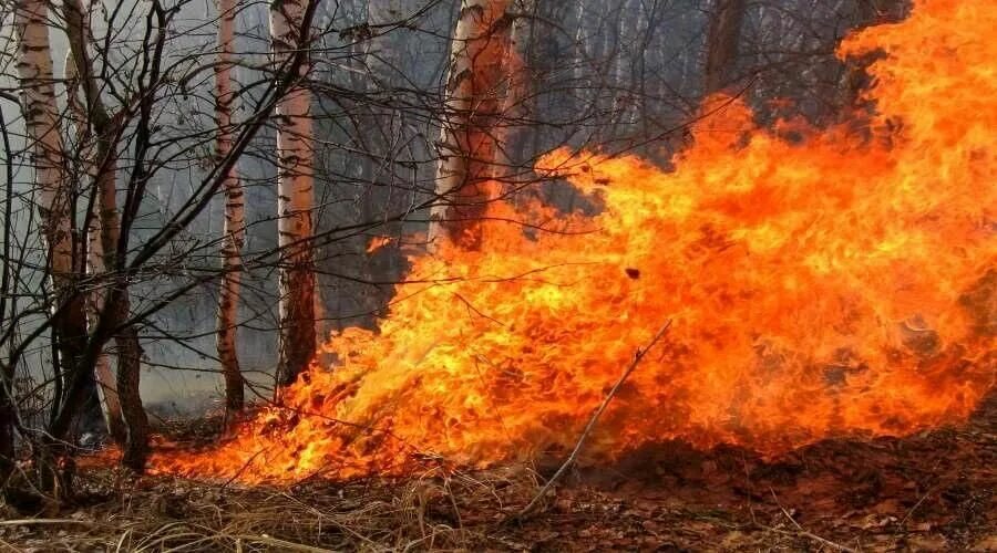 Горит пал. Лесные пожары. Пожар травы. Горит сухая трава. Осенне-зимний пожароопасный.