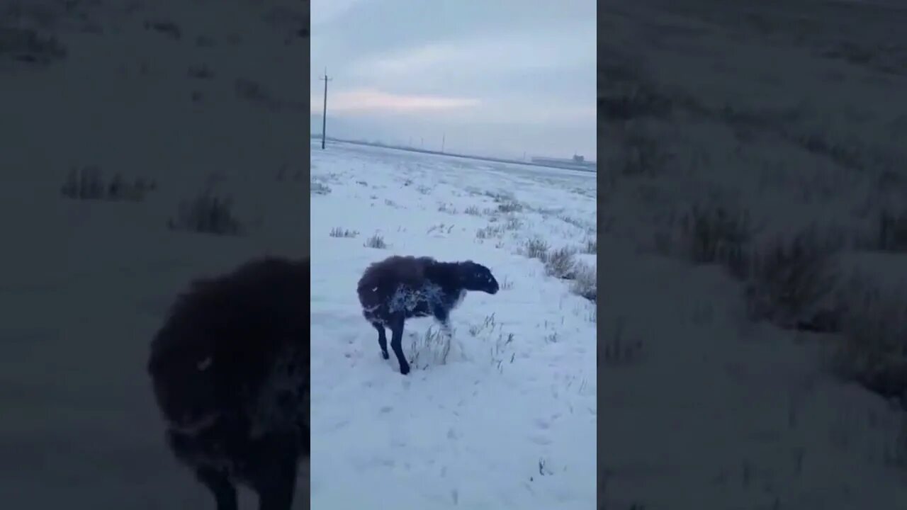 собаки в якутии замерзают. замерзающие животные в якутии. звери замерзли на ходу. якутия замезали животные. замерзшие животные в казахстане 2021.