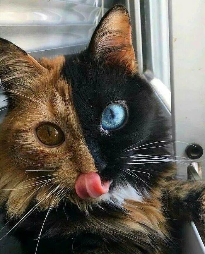 Немного кота