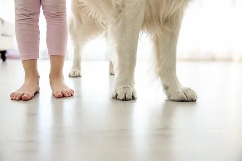Foot dogs