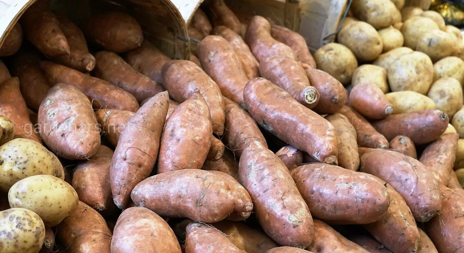 Картофель. Дикий картофель. Клубни дикого картофеля. Фото картошки.