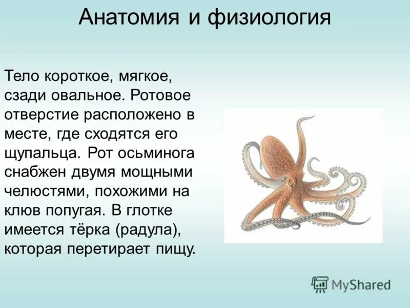 Осьминог какой класс животных. Осьминог физиология. анатомия осьминога. ротовое отверстие осьминога. осьминог анатомия и физиология.
