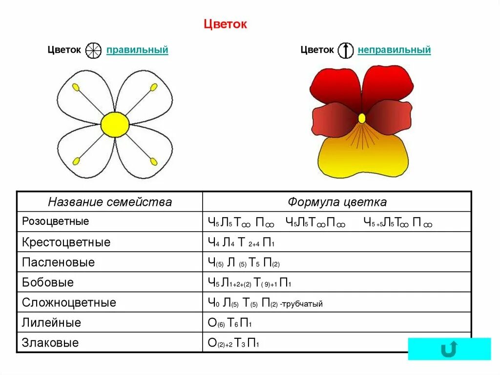 Ч0л5т5п1 формула какого цветка. Формула цветка ч5л5т бесконечность п1. Как по формул цветка составлять диаграмму. Формула цветка правильный и неправильный. Формула неправильного цветка.