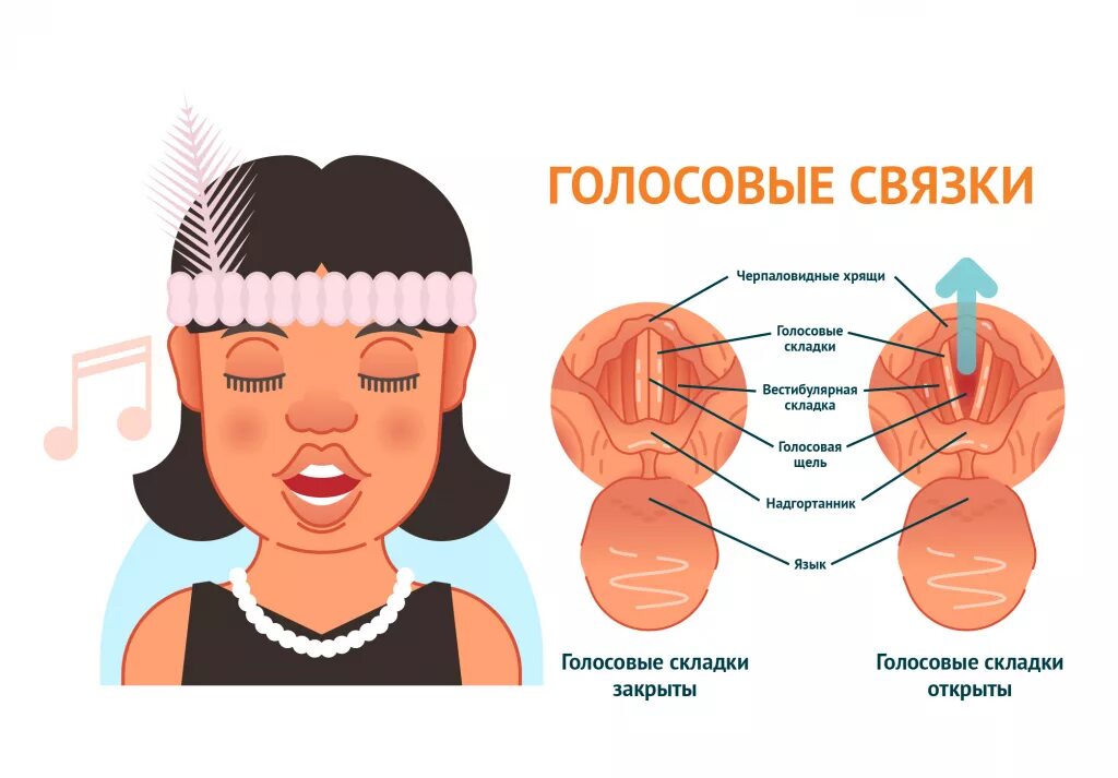 Голосовые связки при разговоре и молчании. Голосовые связки у человека.