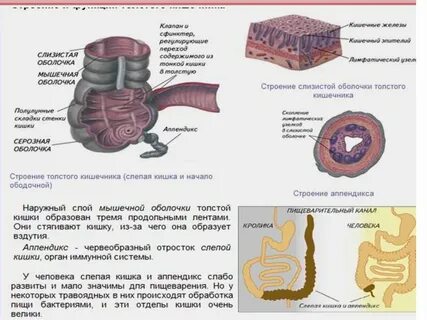 Слизистый слой кишки