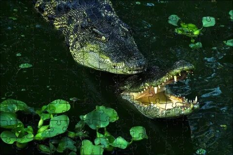 Alligator project