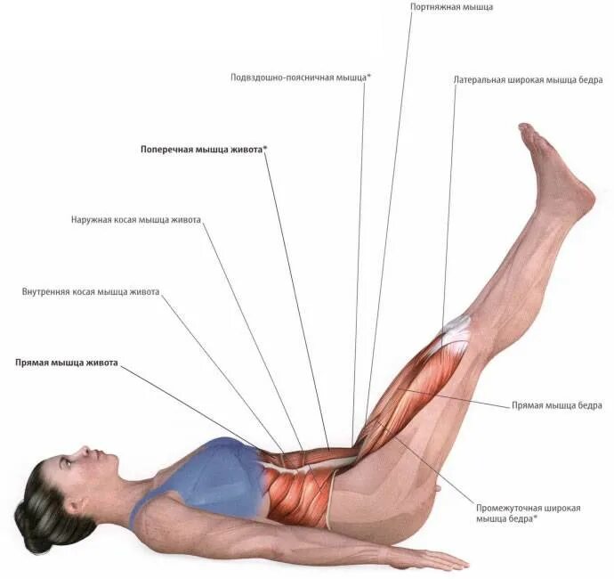 Подъем лежа. Подъем ног лежа какие мышцы работают. Упражнение подъём бедра мышцы. Подъем ног лежа на спине мышцы. Поднятие ног лежа на спине какие мышцы задействованы.