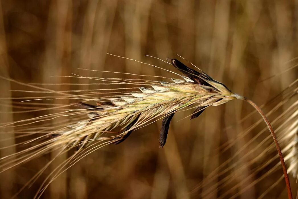 Спорынья (Claviceps purpurea). Спорынья (Claviceps purpurea Tulasne).. Склероции спорыньи на ржи. Claviceps purpurea – спорынья пурпурная. Claviceps purpurea