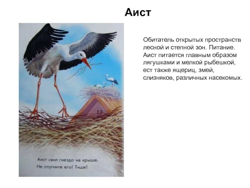 Аист питается. Аист где живет чем питается. Аист где живет для детей. Чем питаются Аисты. План текста аист у многих народов считается