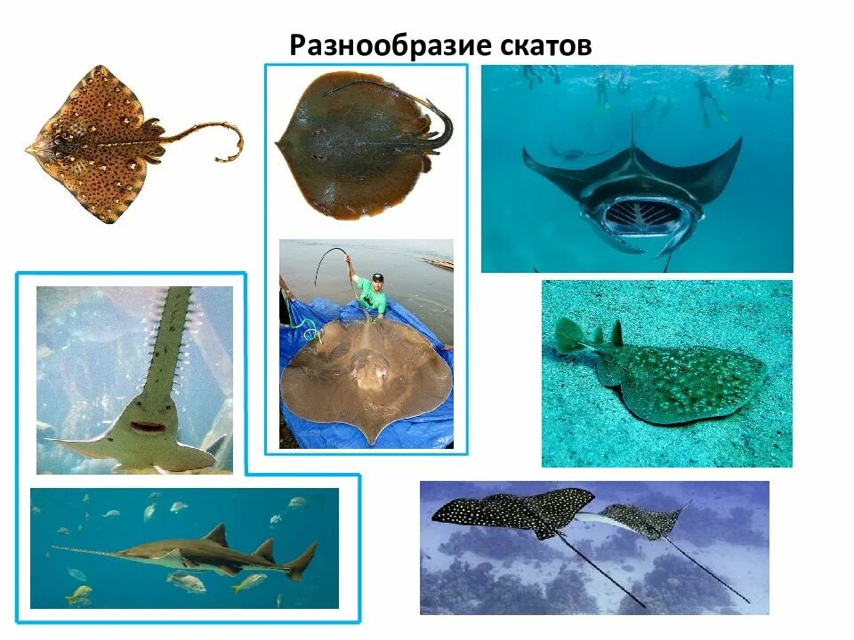 Представители отряда скаты. Представители скатов название. Представители скатов. Скаты разнообразие видов. Отряд скаты.