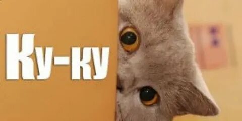 Смешная картинка ты где