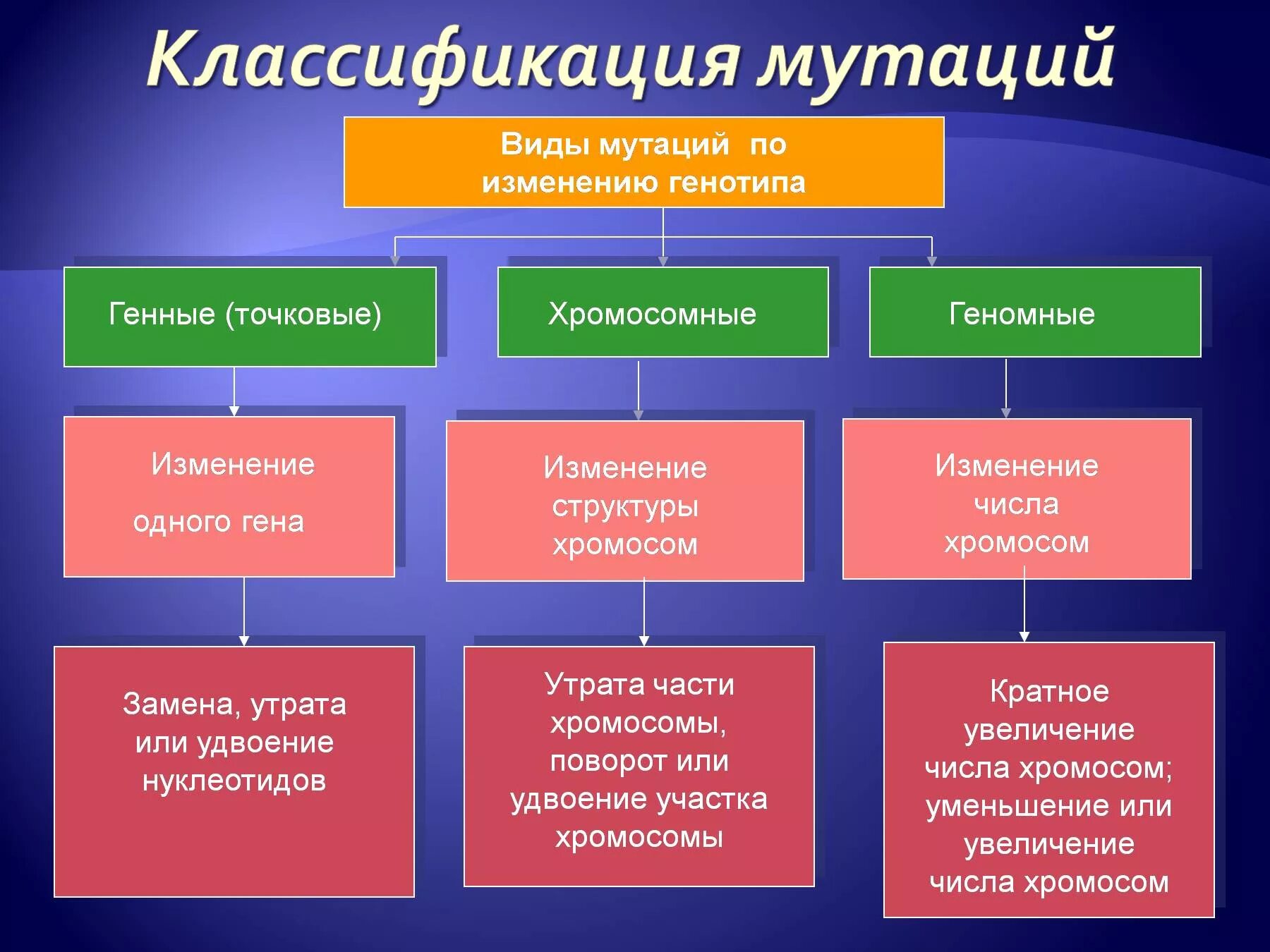 Геномные мутации связаны с изменениями. Классификация мутаций таблица с примерами. Хромосомные и геномные мутации. Виды мутаций. Классификация мутаций.