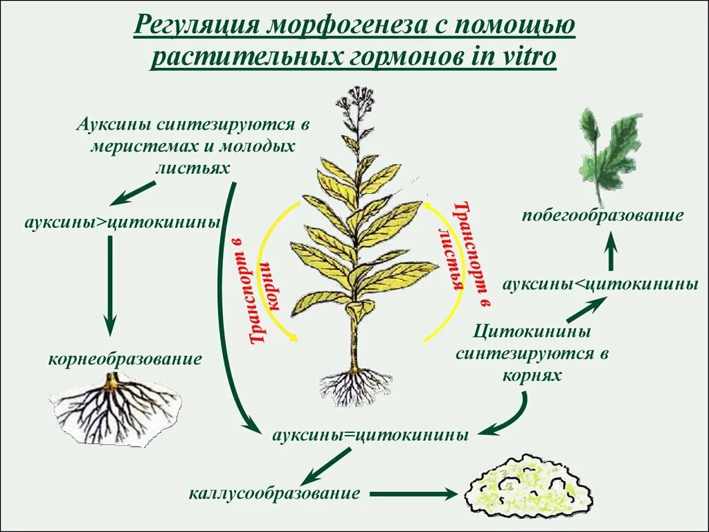 Выведение чистой линии растений. Гормоны роста растений цитокинины. Ауксины и цитокинины. Гормон ауксин у растений. Ауксины у растений регуляции.