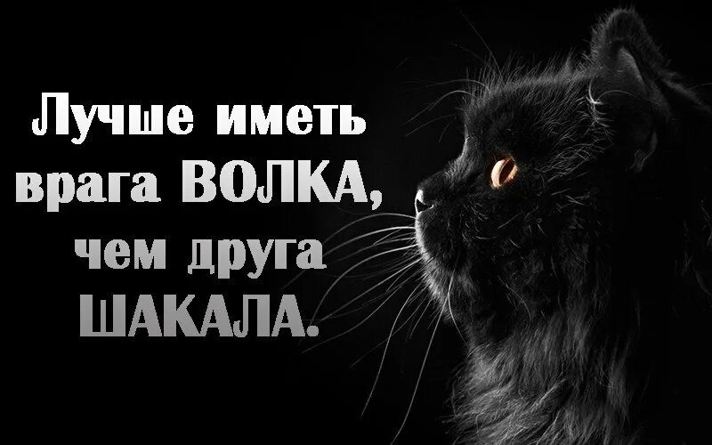 Врага и друзей иметь. Мемы с волками. Фразы врага держи близко. Врага и друзей иметь. Врага и друзей иметь.