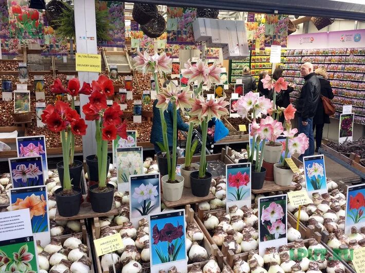 график работы цветочный рынок. график работы цветочный рынок. график работы цветочный рынок. цветочный рынок краснодар восточно-кругликовская. большой цветочный рынок.